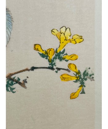 Estampe Japonaise de Kono Bairei | Oiseau et Fleurs jaunes soldes